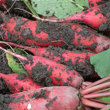 500+China Rose Radish Seeds Red Daikon Winter Radish Microgreens Sprout Seed USA