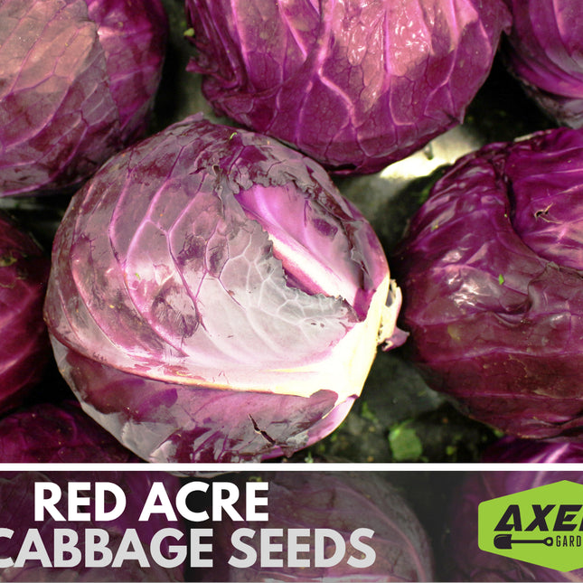 Red Acre Cabbage Heirloom Non-Gmo Seeds