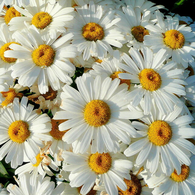 Shasta Daisy Seeds | Heirloom / Non-Gmo | Free Shipping | Flower Seeds | 1178