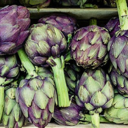 15+Purple Romagna Artichoke Seeds Italian Artichoke Perennial Plant Seeds USA