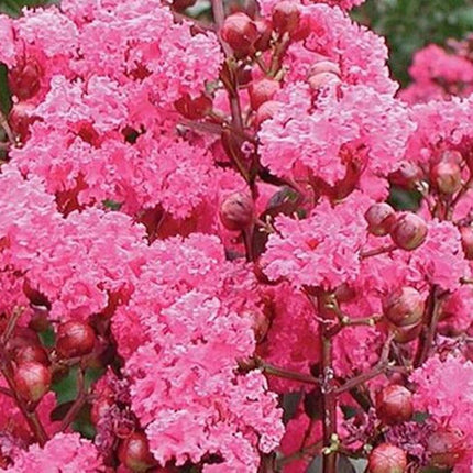 20 EXOTIC CRAPE MYRTLE SEEDS for Garden Flower House Plant Bush USA SELLER USPS