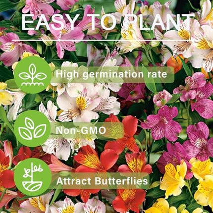 30+ Mixed Alstroemeria Seeds for Planting Outdoors-Peren