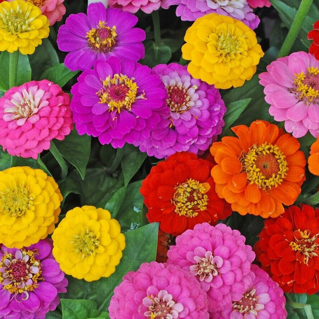 Zinnia Lilliput Flower Bulk Seed Mix | Non-Gmo | Heirloom | Fresh Garden Seeds