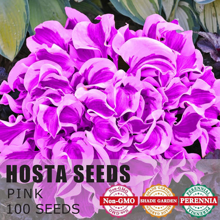 100 Hosta Seeds Perennial Hosta Plants Rare Purple Hosta Seeds for Planting