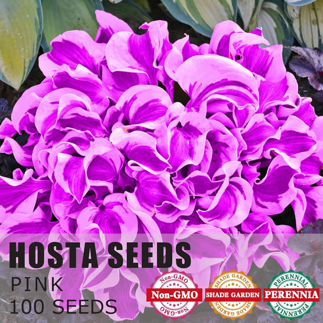 100 Hosta Seeds Perennial Hosta Plants Rare Purple Hosta Seeds for Planting