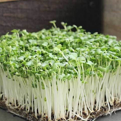 Bok Choy Cabbage MICROGREEN Seeds | Non-Gmo | Heirloom | Seeds for Sprouting