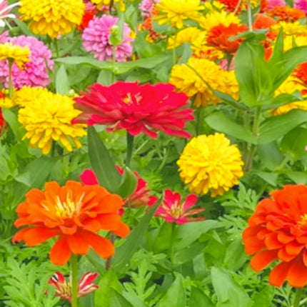 Zinnia Seeds Bulk - Giant Mix - Aztec Empress - Tall Majestic Many Colors - USA