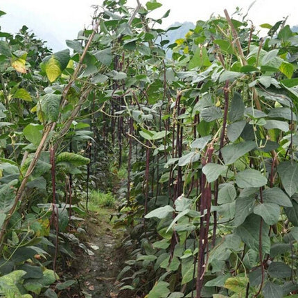15+ Purple-Red Yard Long Bean Seeds Asian Chinese Noodle Bean String Beans USA