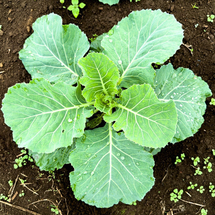 Georgia Southern Collard Heirloom Non GMO Seeds